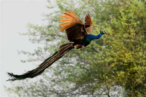 Peacock flying, Flying peacock, Peacock