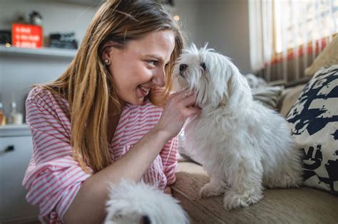 Are Dogs Good Judges of Character? | Healthy Paws