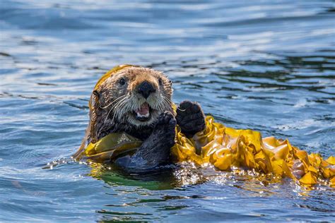 Kodiak Wildlife Viewing | Kodiak Wildlife Cruises | Galley Gourmet