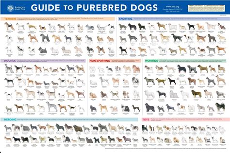 AKC Breeds Poster | Akc breeds, Dog breed poster, Akc