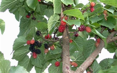 Buy Red Mulberry Tree | FREE SHIPPING | Wilson Bros Gardens | 5 Gallon ...