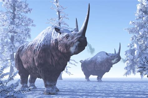 Woolly Rhino Facts: Profile, Adaptation, Extinction, Evolution - Rhino Rest