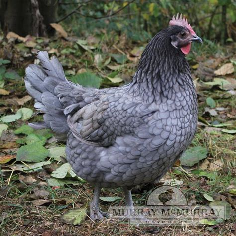 Murray McMurray Hatchery - Blue Andalusians