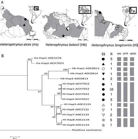 Collection site and phylogenetic position of three Amblypygi species A ...