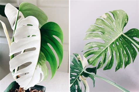 Monstera Deliciosa Albo Variegata - The Most Expensive Plants in the Wor...