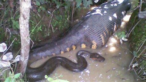 Impressive Images of an Anaconda Swallowing Its Prey (Video)