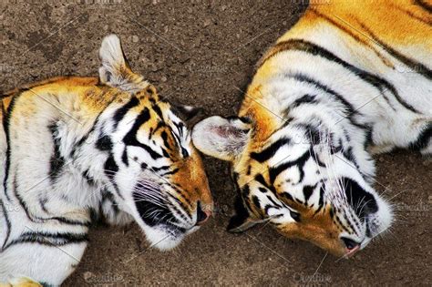 Bengal tigers sleeping | Bengal tiger, Tiger, Sleeping animals