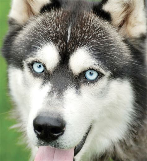 Siberian Husky | The Drake Center For Veterinary Care