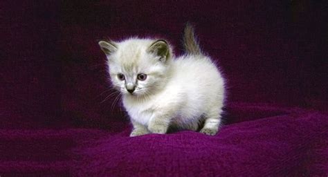 Dwarf cats are so cute - Cats Breed