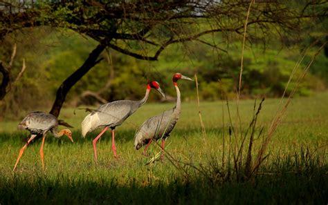 Keoladeo National Park Tours - Book Now | Expedia