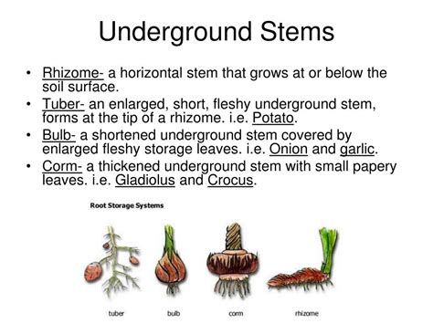 PPT - The Shoot: Primary Structure and Development PowerPoint ...