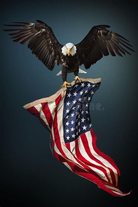 Bald Eagle with American flag. North American Bald Eagle with American ...