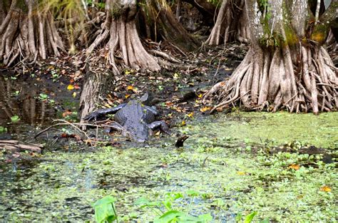 Corkscrew Swamp Sanctuary: A Wildlife Gem in Naples, Florida