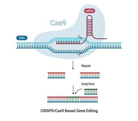 Knock In and Knock Out Mice as Powerful Disease Models - Biocytogen