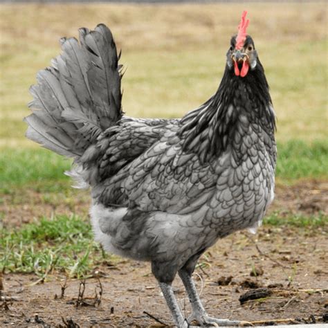 Breed Spotlight: Blue Andalusian | Meyer Hatchery Blog