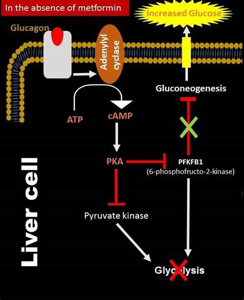 Mechanism Of Action Of Metformin