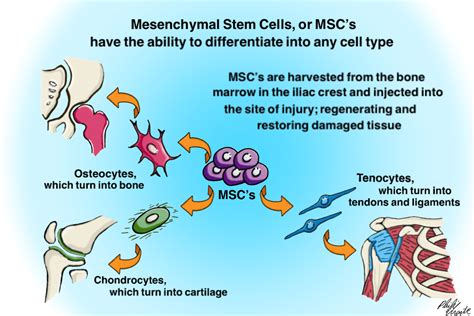 What Is Stem Cell Therapy? - Physio Logic | Integrative Medical ...