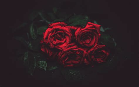 4K Rose Wallpapers - Top Những Hình Ảnh Đẹp