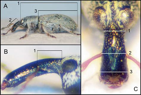Measurements. (A) Body length (1), rostrum length (2) and elytra length ...