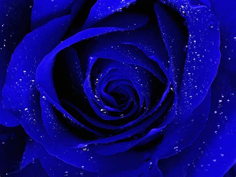 Colourful Rose Wallpaper ~ 1000 + hintergrundbilder free