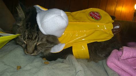 I put my Cat in a Banana Costume (10 Pics of my Cat in Banana Costume ...