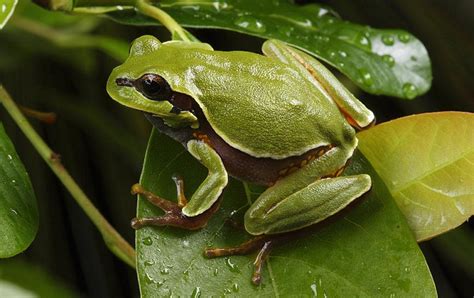 Pine Barrens Tree Frog - Natural History on the Net