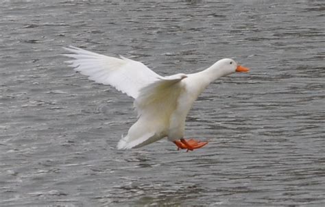 white duck flying 3 | Flickr - Photo Sharing!