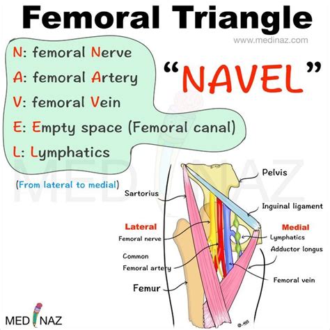 Femoral Triangle Contents Mnemonic Medical School Stuff, Medical School ...