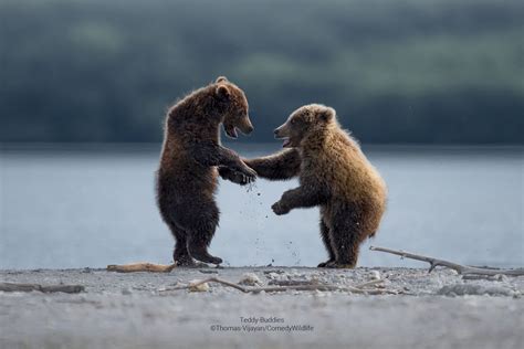 Finalists Announced in the Comedy Wildlife Photography Awards 2023