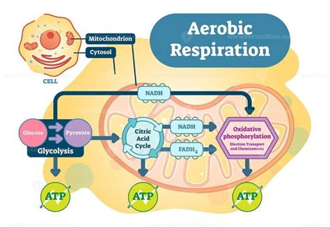 Aerobic Respiration bio anatomical vector illustration diagram - VectorMine