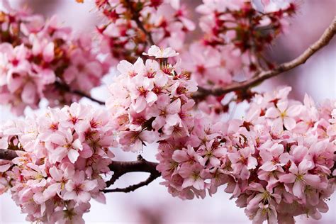 Crab Apple Tree Blossoms