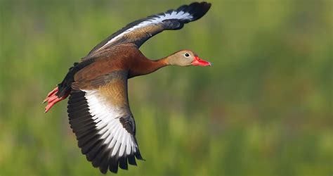 Black-bellied Whistling-Duck Sounds, All About Birds, Cornell Lab of ...