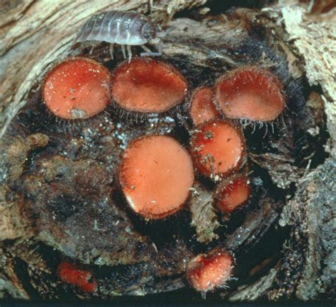 Spore Production: Have Hymenium? | Mushroom