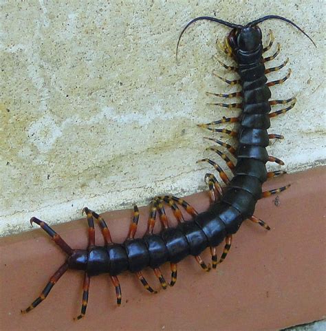 Ciempiés gigante [Amazonian giant centipede] (Scolopendra … | Flickr