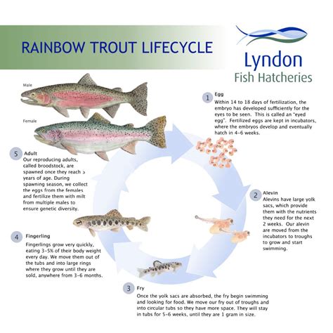 About Us - Lyndon Fish Hatcheries