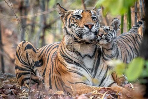 Photographer Captures Tender Moment Between Tiger Mom and Her Cubs