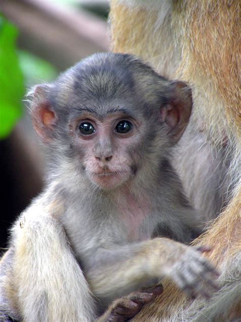 Rare Baby Patas Monkey at the Mount Kenya Wildlife Conservancy, posted ...