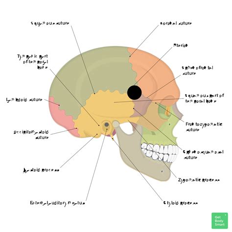 Skull Bones Labeling Quiz