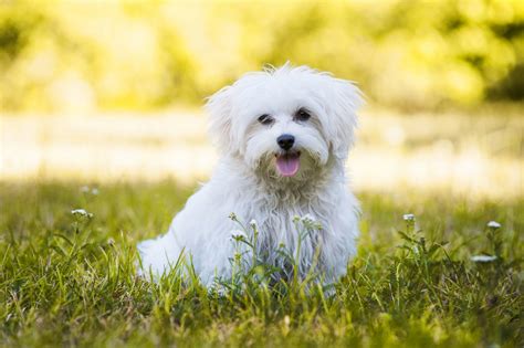 Are Maltese Good Family Dogs