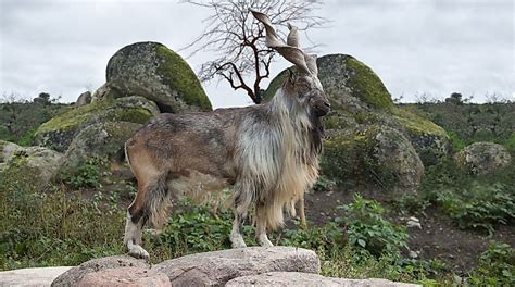 Interesting Facts About The National Animal of Pakistan Markhor ...