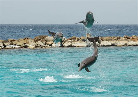 Curacao Sea Aquarium In Curacao, you don't have to go to an aquarium to ...