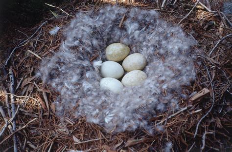 Canada goose nest with eggs - Stock Image - Z828/0139 - Science Photo ...