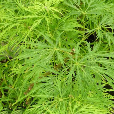 Acer palmatum dissectum 'Viridis' - Evergreen Nursery