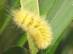 Stanley Park Nature Calendar - Virginia Tiger Moth Caterpillar