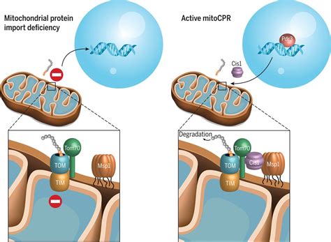 MitoCPR—A surveillance pathway that protects mitochondria in response ...