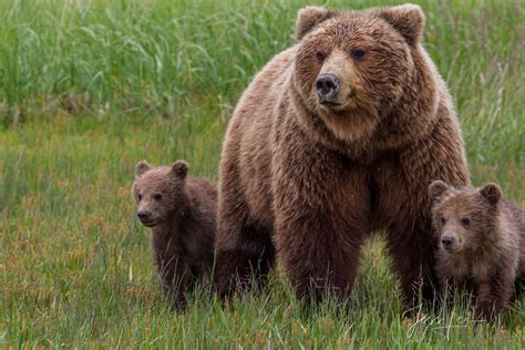 Brown Bear with 2 cubs Photo 248 | Alaska, Lake Clark | Photos by Jess Lee