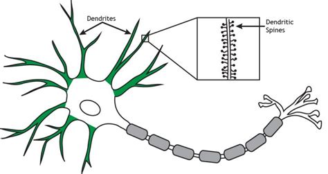 The Neuron – Foundations of Neuroscience