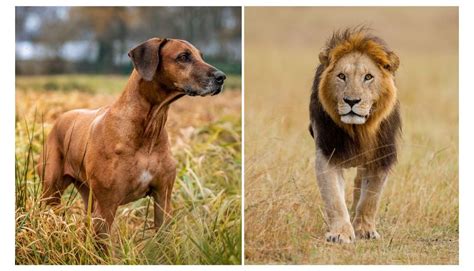 Meet the Mighty Dogs That Hunted Lions in Africa - Rocky Kanaka