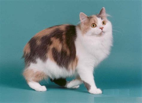 Manx Cat Pictures : Biological Science Picture Directory – Pulpbits.net