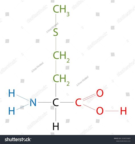 Structure Methionine Methionine Amino Acid That Stock Illustration ...